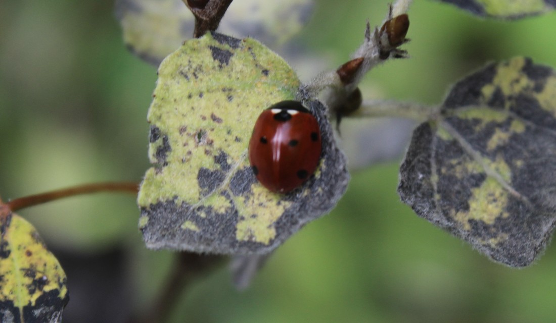 Coccinella septempunctata - hétpettyes katica