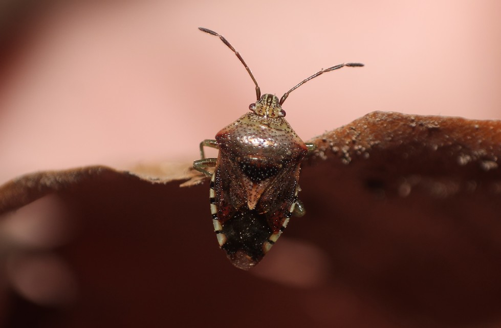 Elasmucha grisea - nyír-dajkapoloska Elasmucha grisea - nyír-dajkapoloska