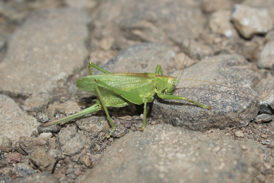 Tettigonia cantans - éneklő lombszöcske