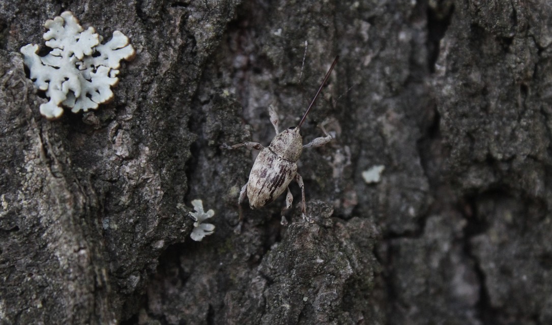 Curculio elephas - gesztenyezsuzsóka