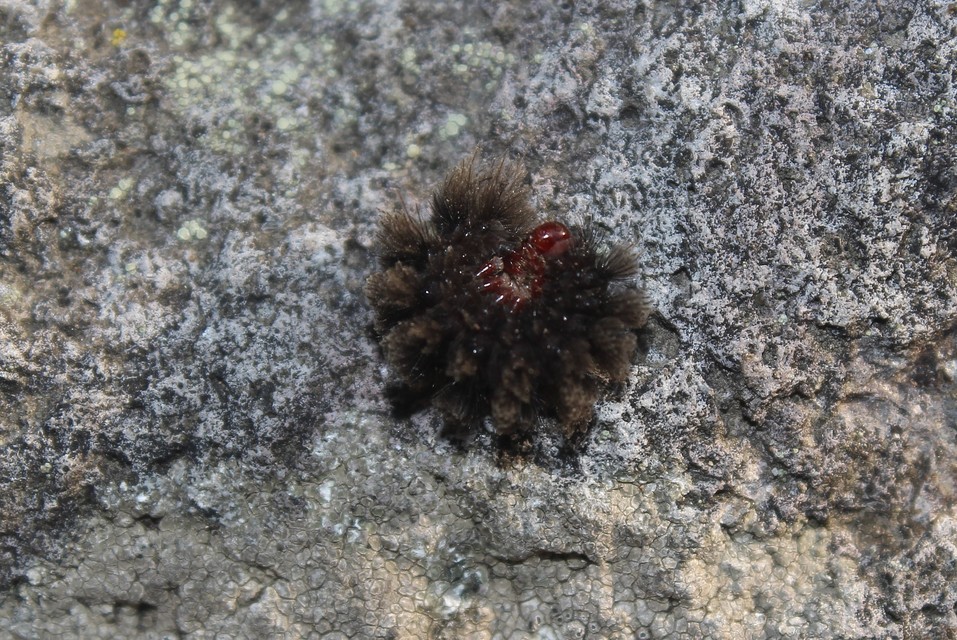 Amata phegea - fehérpettyes álcsüngőlepke