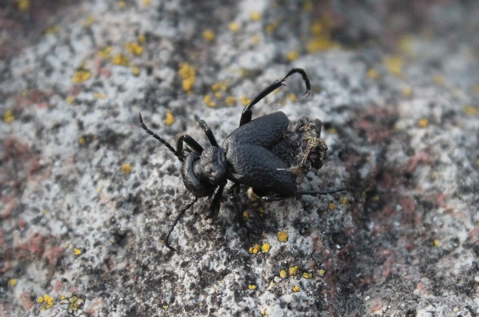 Meloe rugosus - ráncos nünüke