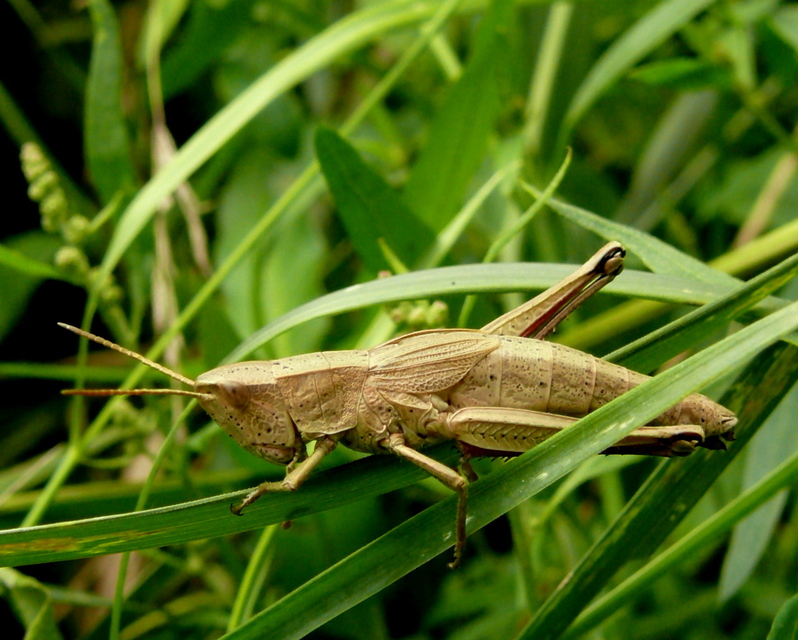 Chrysochraon dispar - aranyos sáska