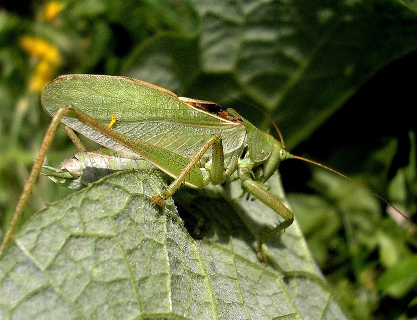Tettigonia cantans - éneklő lombszöcske