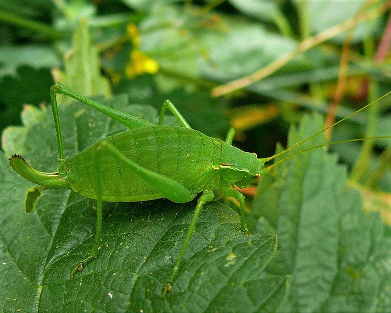 Isophya kraussii - erdei tarsza