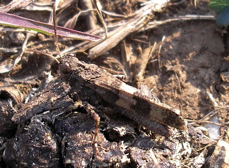 Oedipoda caerulescens - kékszárnyú sáska