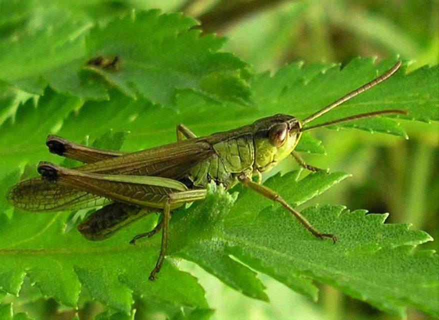 Pseudochorthippus parallelus - közönséges rétisáska