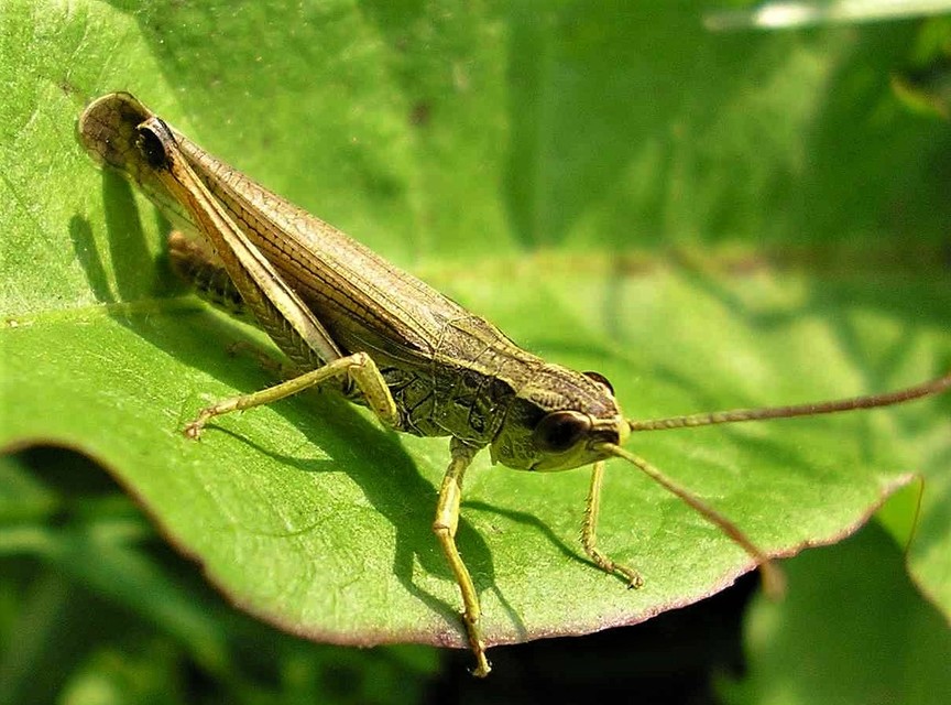 Pseudochorthippus parallelus - közönséges rétisáska