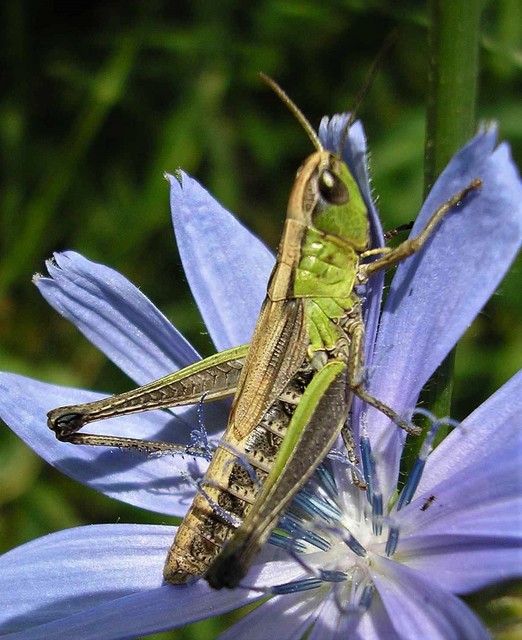 Pseudochorthippus parallelus - közönséges rétisáska