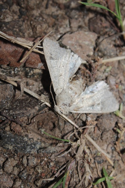 Ammoconia caecimacula - szürke őszibagoly