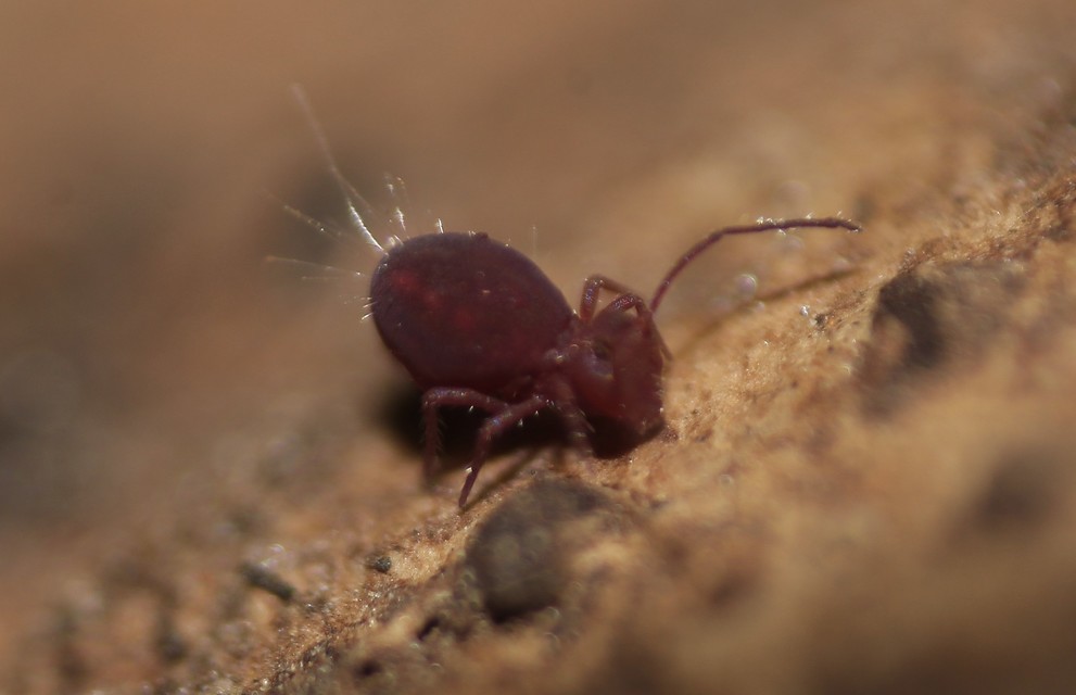Dicyrtoma fusca