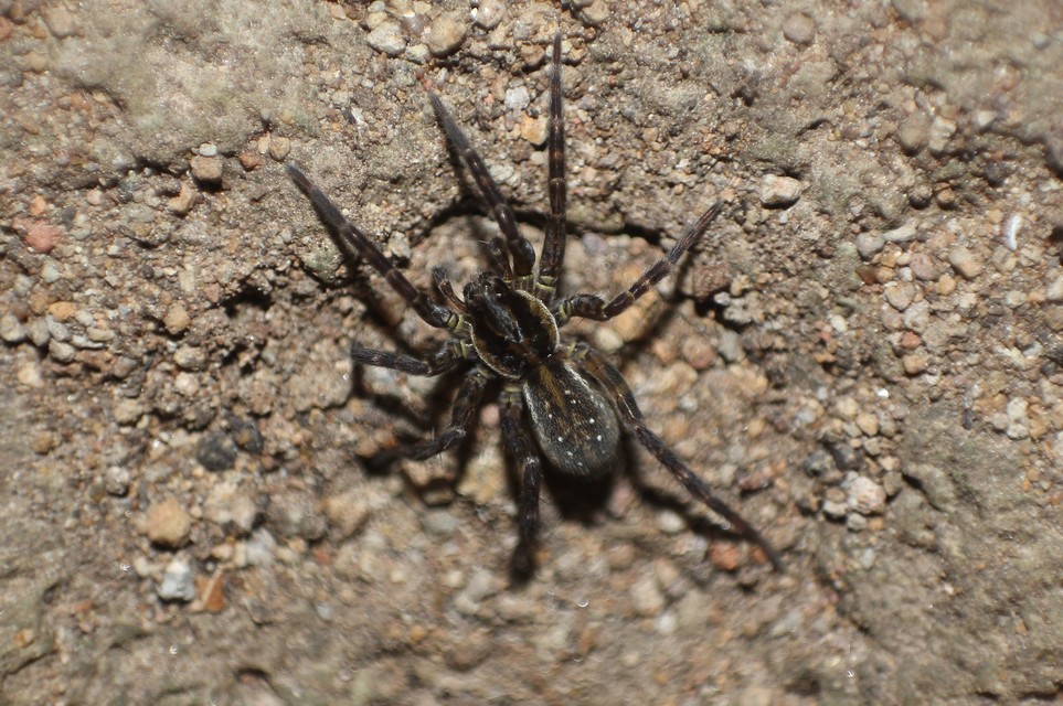 Piratula