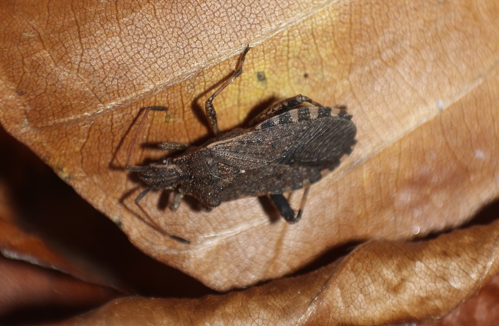 Ceraleptus gracilicornis - tüskéslábú karimáspoloska
