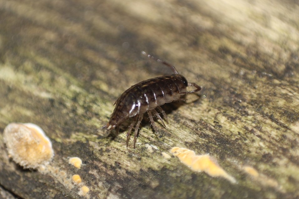 Ligidium Ligidium