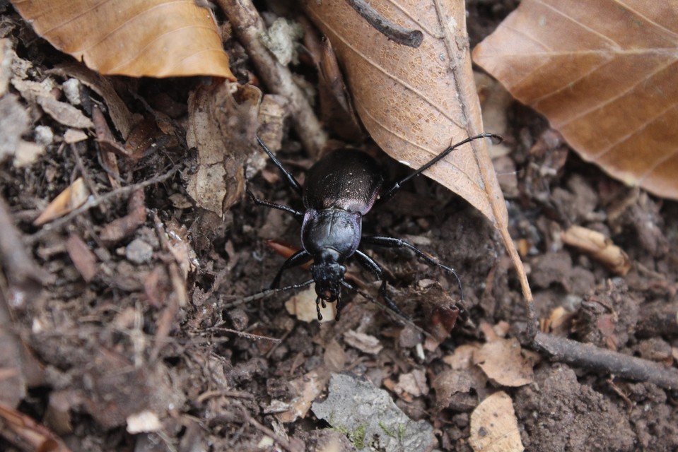 Carabus nemoralis - ligeti futrinka