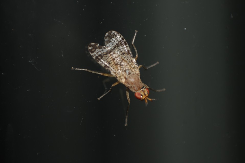 Sciomyzidae - szarvaslégyfélék