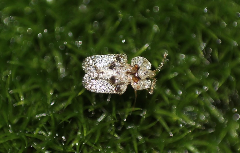 Corythucha arcuata - tölgy-csipkéspoloska