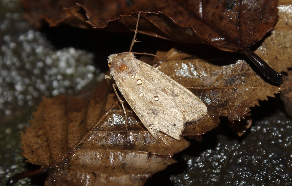 Sunira circellaris - okkersárga őszibagoly Sunira circellaris - okkersárga őszibagoly