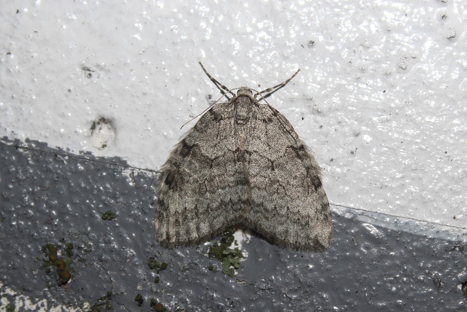 Epirrita christyi/dilutata