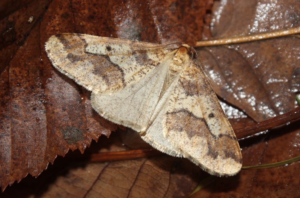 Erannis defoliaria - nagy téliaraszoló