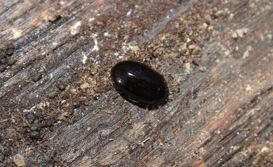 Platydema violaceum - fémkék taplóbogár