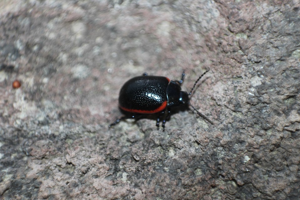 Chrysolina rossia - trapézhátú szegélyeslevelész