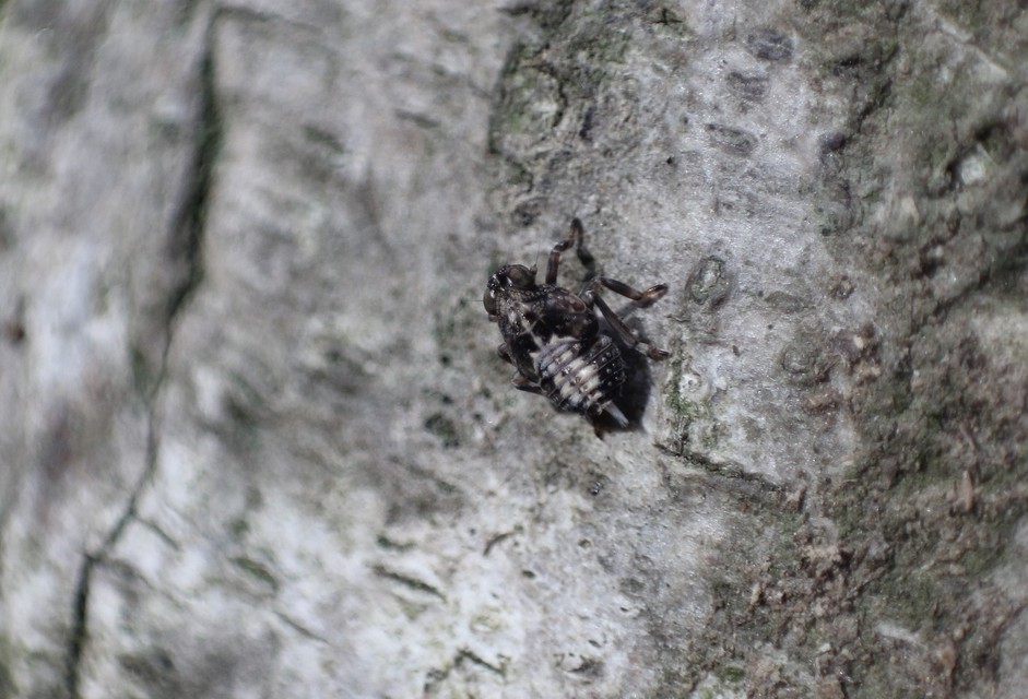 Delphacidae - sarkantyús kabócák