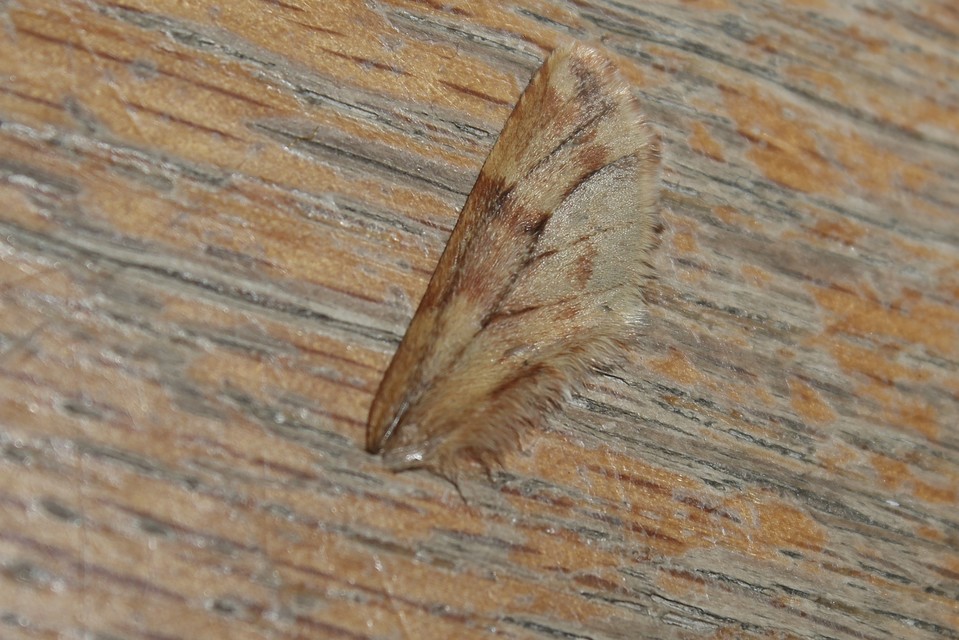 Ptilophora plumigera - tollas púposszövő