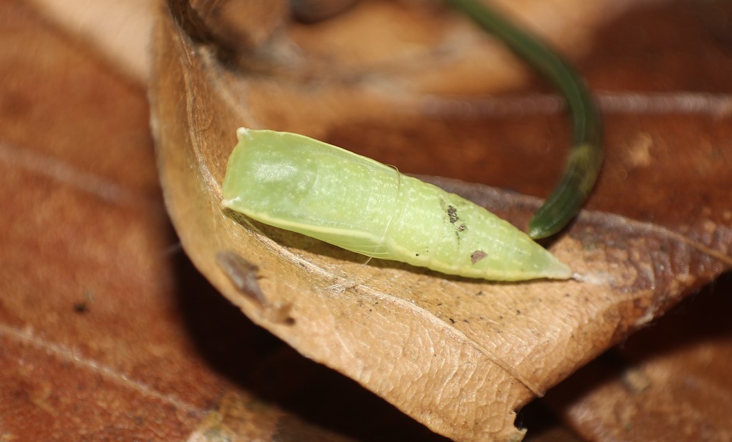Cyclophora punctaria - sávos pettyesaraszoló