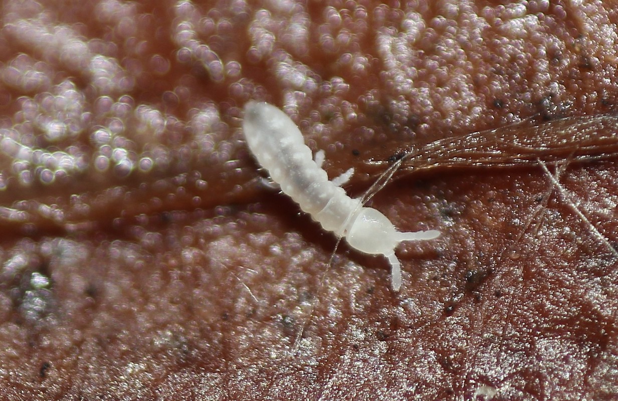 Onychiuridae