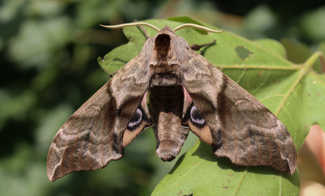Smerinthus ocellatus - esti pávaszem