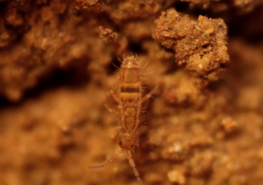 Orchesella cincta