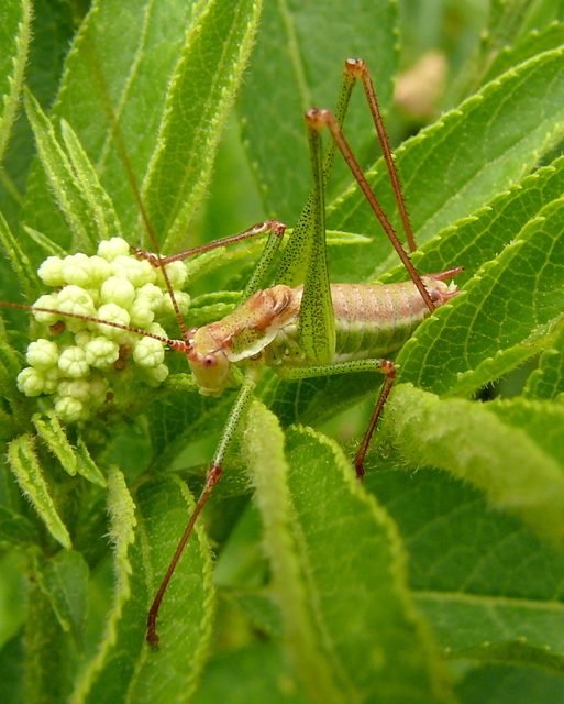Leptophyes albovittata - közönséges virágszöcske