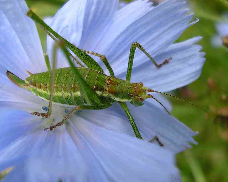 Leptophyes albovittata - közönséges virágszöcske