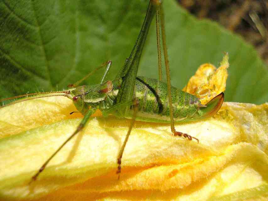 Leptophyes albovittata - közönséges virágszöcske