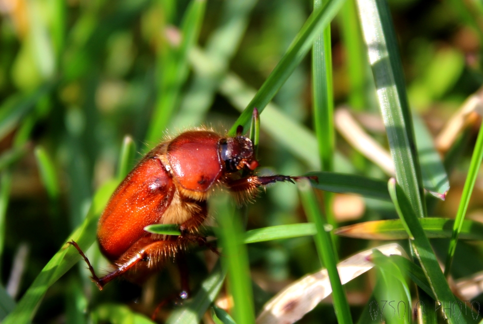 Holochelus aequinoctialis - tavaszeleji cserebogár