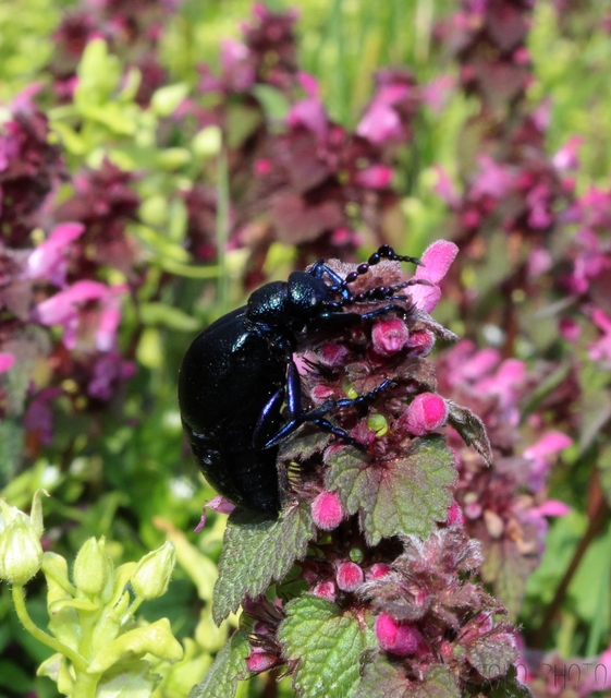 Meloe violaceus - kék nünüke