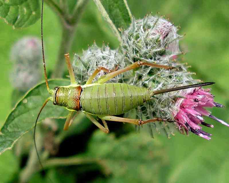 Ephippiger ephippiger - nyergesszöcske