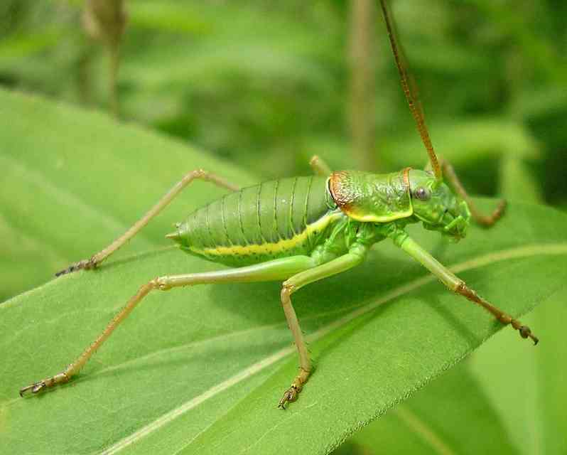 Ephippiger ephippiger - nyergesszöcske