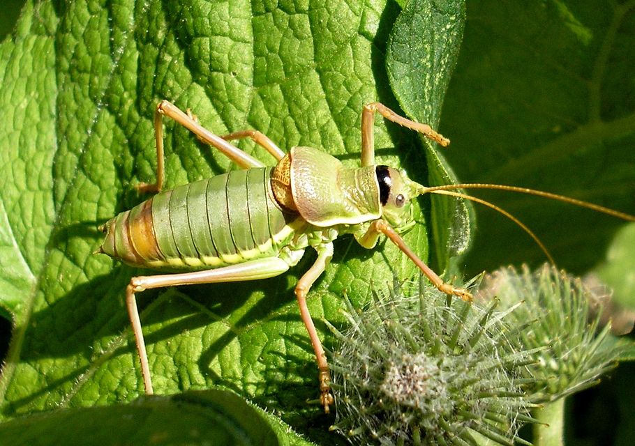 Ephippiger ephippiger - nyergesszöcske