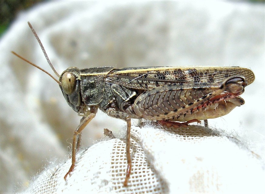Calliptamus italicus - olaszsáska