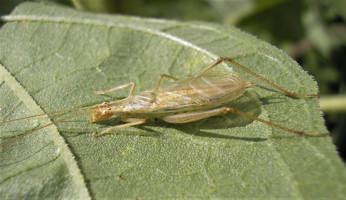 Oecanthus pellucens - pirregőtücsök