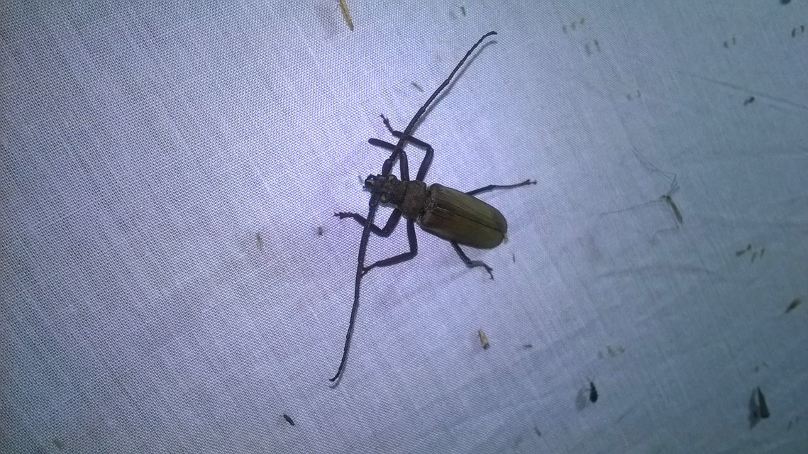 Aegosoma scabricorne - diófacincér