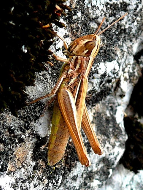 Euchorthippus declivus - rövidszárnyú rétisáska