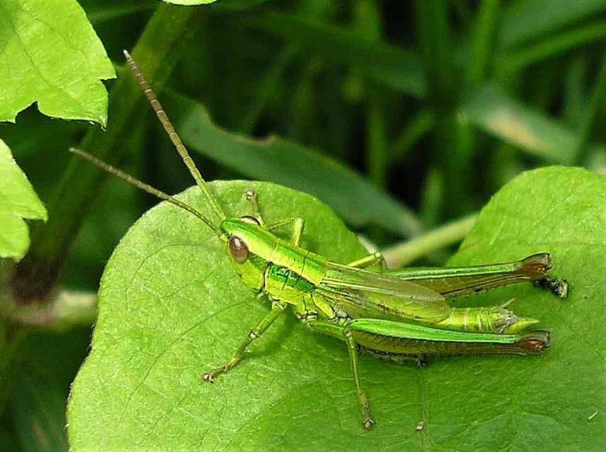 Euthystira brachyptera - smaragdzöld sáska
