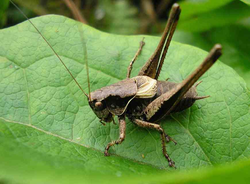 Pholidoptera griseoaptera - szürke avarszöcske