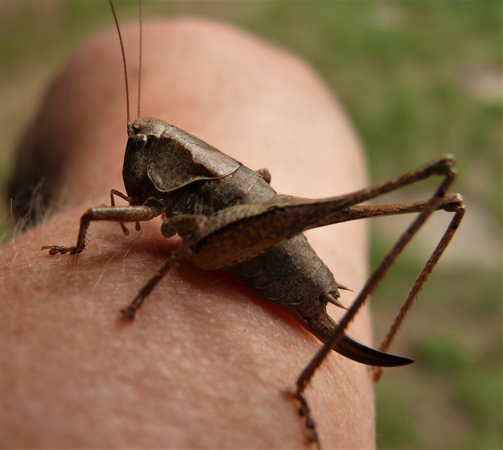 Pholidoptera griseoaptera - szürke avarszöcske