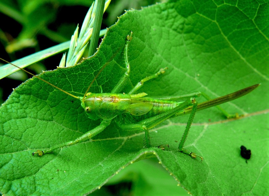 Tettigonia