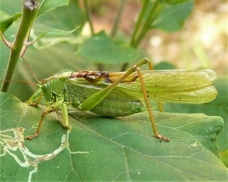 Tettigonia viridissima - zöld lombszöcske