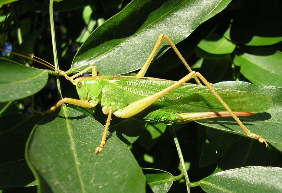 Tettigonia viridissima - zöld lombszöcske